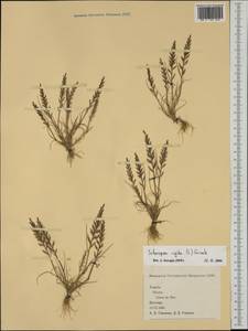 Catapodium rigidum (L.) C.E.Hubb., Western Europe (EUR) (Spain)