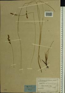 Carex diandra Schrank, Siberia, Baikal & Transbaikal region (S4) (Russia)
