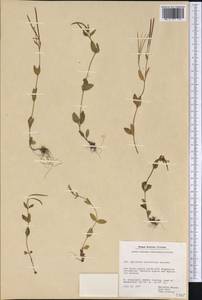 Epilobium lactiflorum Hausskn., America (AMER) (Greenland)