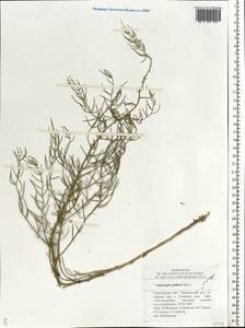 Asparagus pallasii Miscz., Eastern Europe, Lower Volga region (E9) (Russia)