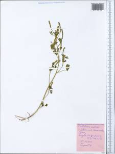 Melilotus indicus (L.)All., Crimea (KRYM) (Russia)