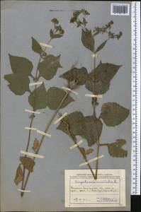 Sigesbeckia orientalis L., Middle Asia, Muyunkumy, Balkhash & Betpak-Dala (M9) (Kazakhstan)