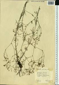 Galium xeroticum (Klokov) Pobed., Eastern Europe, North Ukrainian region (E11) (Ukraine)