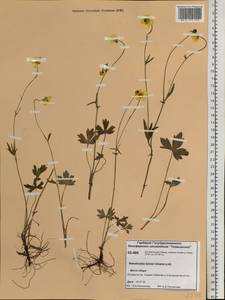 Ranunculus turneri Greene, Siberia, Central Siberia (S3) (Russia)