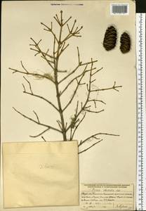 Picea obovata Ledeb., Siberia, Yakutia (S5) (Russia)