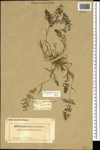 Eragrostis minor Host, Caucasus, Georgia (K4) (Georgia)