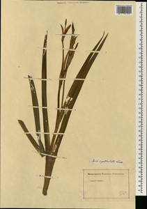 Iris spuria, South Asia, South Asia (Asia outside ex-Soviet states and Mongolia) (ASIA) (Not classified)