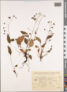 Omphalodes cappadocica (Willd.) DC., Caucasus, Abkhazia (K4a) (Abkhazia)