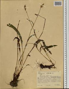 Bistorta officinalis subsp. officinalis, Siberia, Russian Far East (S6) (Russia)