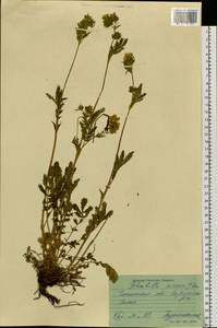 Potentilla longifolia Willd., Siberia, Baikal & Transbaikal region (S4) (Russia)