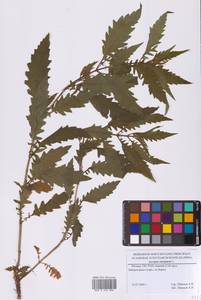 Lycopus europaeus L., Eastern Europe, Moscow region (E4a) (Russia)