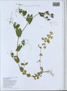 Lathyrus oleraceus Lam., Caucasus, Black Sea Shore (from Novorossiysk to Adler) (K3) (Russia)