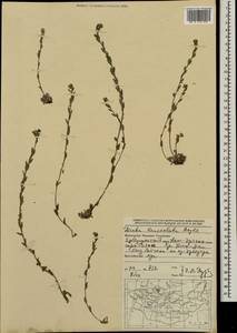 Draba cana Rydb., Mongolia (MONG) (Mongolia)