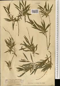 Salix miyabeana Seemen, Mongolia (MONG) (Mongolia)