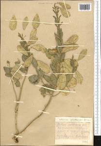 Cleome coluteoides Boiss., Middle Asia, Kopet Dag, Badkhyz, Small & Great Balkhan (M1) (Turkmenistan)