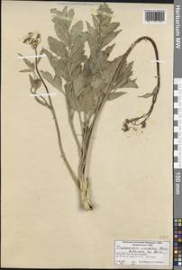 Trigonosciadium viscidulum Boiss. & Hausskn., South Asia, South Asia (Asia outside ex-Soviet states and Mongolia) (ASIA) (Turkey)