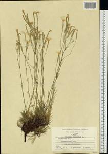 Dianthus arenarius, Eastern Europe, Central region (E4) (Russia)