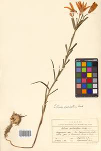 Lilium concolor var. partheneion (Siebold & de Vriese) Baker, Siberia, Russian Far East (S6) (Russia)