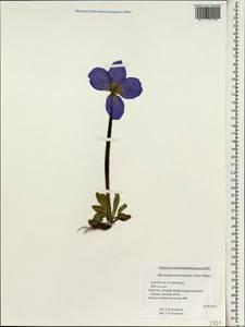 Meconopsis sinomaculata Grey-Wilson, South Asia, South Asia (Asia outside ex-Soviet states and Mongolia) (ASIA) (China)