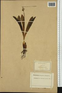 Scilla lilio-hyacinthus L., Western Europe (EUR) (France)