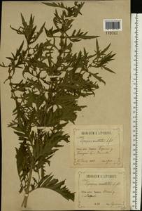 Lycopus exaltatus L.f., Eastern Europe, Central forest-and-steppe region (E6) (Russia)