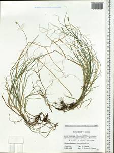 Carex iljinii V.I.Krecz., Siberia, Baikal & Transbaikal region (S4) (Russia)