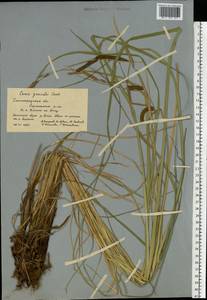Carex acuta L., Eastern Europe, Lower Volga region (E9) (Russia)