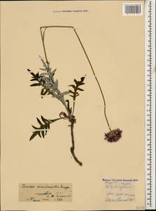 Jurinea arachnoidea Bunge, Caucasus, North Ossetia, Ingushetia & Chechnya (K1c) (Russia)