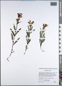 Pedicularis tristis L., Siberia, Russian Far East (S6) (Russia)