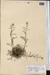 Helichrysum mussae Nevski, Middle Asia, Pamir & Pamiro-Alai (M2) (Uzbekistan)