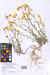 Linum ucranicum (Griseb. ex Planch.) Czern., Eastern Europe, Lower Volga region (E9) (Russia)