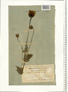 Papaver somniferum L., Eastern Europe, Northern region (E1) (Russia)