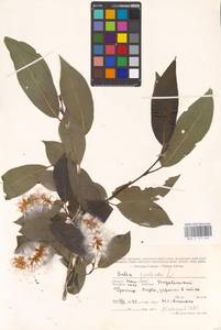 Salix pentandra L., Siberia, Western Siberia (S1) (Russia)