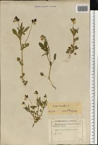 Viola tricolor L., Eastern Europe, Latvia (E2b) (Latvia)