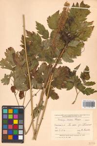 Actaea simplex (DC.) Wormsk. ex Fisch. & C. A. Mey., Siberia, Russian Far East (S6) (Russia)