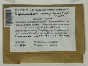 Polytrichastrum sexangulare (Flörke ex Brid.) G.L. Sm., Bryophytes, Bryophytes - North Caucasus & Ciscaucasia (B12) (Russia)