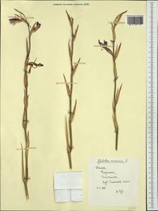 Gladiolus communis L., Western Europe (EUR) (Italy)