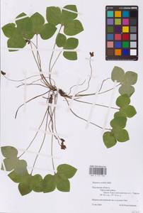 Hepatica nobilis Schreb., Eastern Europe, Central region (E4) (Russia)
