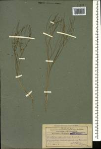 Diarthron vesiculosum (Fisch. & C. A. Mey.) C. A. Mey., Caucasus, Azerbaijan (K6) (Azerbaijan)