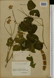 Phaseolus vulgaris L., Eastern Europe, Rostov Oblast (E12a) (Russia)