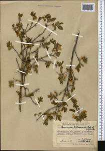 Lonicera altmannii Regel & Schmalh., Middle Asia, Northern & Central Tian Shan (M4) (Kazakhstan)