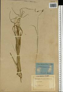 Carex rostrata Stokes, Eastern Europe, South Ukrainian region (E12) (Ukraine)