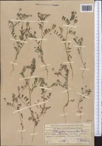 Astragalus sesamoides Boiss., Middle Asia, Western Tian Shan & Karatau (M3) (Kazakhstan)