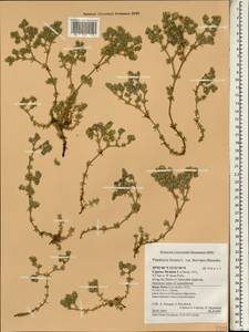 Frankenia hirsuta L., South Asia, South Asia (Asia outside ex-Soviet states and Mongolia) (ASIA) (Cyprus)