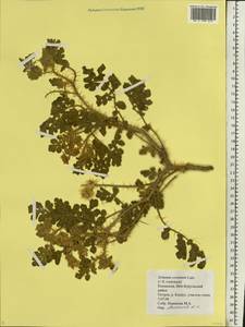 Solanum angustifolium Houst. ex Mill., Eastern Europe, Lower Volga region (E9) (Russia)