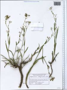 Bupleurum marginatum Wall. ex DC., South Asia, South Asia (Asia outside ex-Soviet states and Mongolia) (ASIA) (India)