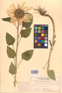 Helianthus annuus L., Eastern Europe, Moscow region (E4a) (Russia)