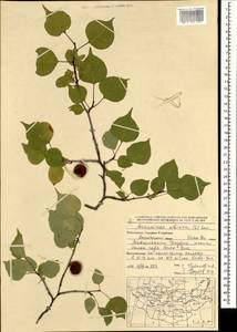 Prunus sibirica L., Mongolia (MONG) (Mongolia)