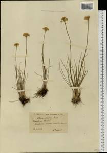 Allium flavescens Besser, Eastern Europe, Lower Volga region (E9) (Russia)