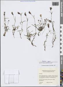 Dianthus repens Willd., Siberia, Western Siberia (S1) (Russia)